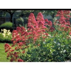 Sporebaldrian 'Coccineus' Centranthus Ruber 'Coccineus' 1 Liter Potte -Sirius Butik mi508 centranthus ruber coccineus e63d