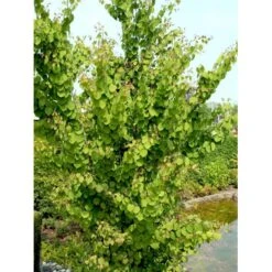 Hjertetræ Cercidiphyllum Japonicum Potte 12 Liter,- 100-125 Cm. -Sirius Butik mi511 cercidiphyllum japonicum 3eca