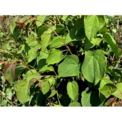 Hjertetræ Cercidiphyllum Japonicum Potte 12 Liter,- 100-125 Cm. -Sirius Butik mi511 cercidiphyllum japonicum 6be5