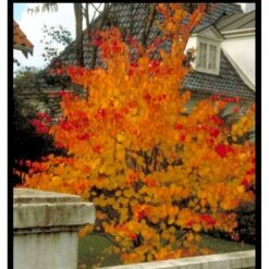 Hjertetræ Cercidiphyllum Japonicum Potte 12 Liter,- 100-125 Cm. -Sirius Butik mi511 cercidiphyllum japonicum a066