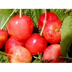 Sød Kirsebær 'Merton Glory' - Kræver Bestøver Prunus X 'Merton Glory' - Kræver Bestøver 4-8 Grene, 130-170 Cm. 10 Liter Potte (Colt) 5 Sød Kirsebær 'Merton Glory' - Kræver Bestøver Prunus X 'Merton Glory' - Kræver Bestøver 4-8 Grene, 130-170 Cm. 10 Liter Potte (Colt) -Sirius Butik mi5148 prunus avium merton glory 94ce