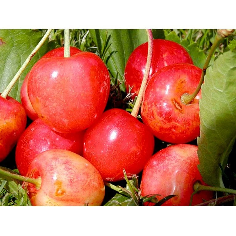 Sød Kirsebær 'Merton Glory' - Kræver Bestøver Prunus X 'Merton Glory' - Kræver Bestøver 4-8 Grene, 130-170 Cm. 10 Liter Potte (Colt) 3 Sød Kirsebær 'Merton Glory' - Kræver Bestøver Prunus X 'Merton Glory' - Kræver Bestøver 4-8 Grene, 130-170 Cm. 10 Liter Potte (Colt) - Billede 3
