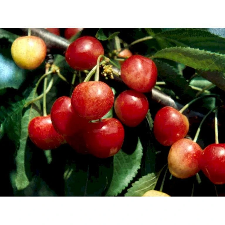 Sød Kirsebær 'Merton Glory' - Kræver Bestøver Prunus X 'Merton Glory' - Kræver Bestøver 4-8 Grene, 130-170 Cm. 10 Liter Potte (Colt) 1 Sød Kirsebær 'Merton Glory' - Kræver Bestøver Prunus X 'Merton Glory' - Kræver Bestøver 4-8 Grene, 130-170 Cm. 10 Liter Potte (Colt)