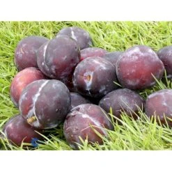 Blomme 'Herman' Prunus Domestica 'Herman' 4-8 Grene, 130-170 Cm. 10 Liter Potte. (S.J.A.)