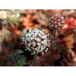 New Zealandsk Tornnød 'Kupferteppich' Acaena Microphylla 'Kupferteppich' 10 Cm. Potte 7 New Zealandsk Tornnød 'Kupferteppich' Acaena Microphylla 'Kupferteppich' 10 Cm. Potte -Sirius Butik mi51 acaena microphylla kupferteppich 6433