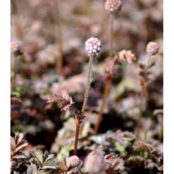 New Zealandsk Tornnød 'Kupferteppich' Acaena Microphylla 'Kupferteppich' 10 Cm. Potte 6 New Zealandsk Tornnød 'Kupferteppich' Acaena Microphylla 'Kupferteppich' 10 Cm. Potte -Sirius Butik mi51 acaena microphylla kupferteppich e8be