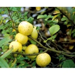 Japansk Kvæde Chaenomeles Japonica Solitær Busk 100-150 Cm. Med Klump -Sirius Butik mi520 chaenomeles japonica c85d