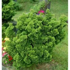 Solcypres 'Nana Gracilis' Chamaecyparis Obtusa 'Nana Gracilis' Potte 2,0 Liter,- 12-15 Cm. -Sirius Butik mi526 chamaecyparis obtusa nana gracilis 5bb8