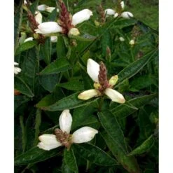 Duehoved 'Alba' Chelone Obliqua 'Alba' 1 Liter Potte -Sirius Butik mi530 chelone obliqua alba ab5e