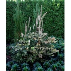 Sølvlys 'Brunette' Actaea Simplex 'Brunette' 1 Liter Potte -Sirius Butik mi535 cimicifuga ramosa brunette 1784