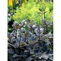 Sølvlys 'Brunette' Actaea Simplex 'Brunette' 1 Liter Potte -Sirius Butik mi535 cimicifuga ramosa brunette cb2c