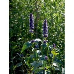 Anis Isop 'Black Adder' Agastache Hybrid 'Black Adder' 1 Liter Potte