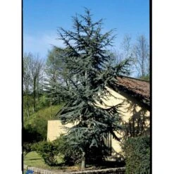 Libanon Ceder 'Glauca' Cedrus Libani 'Glauca' Potte 15 Liter,- 125-150 Cm. -Sirius Butik mi5432 cedrus libani nana 16f2