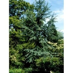 Libanon Ceder 'Glauca' Cedrus Libani 'Glauca' Potte 15 Liter,- 125-150 Cm. -Sirius Butik mi5432 cedrus libani nana 53c5