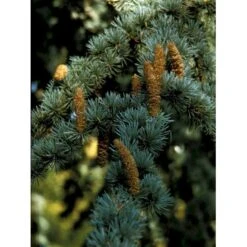 Libanon Ceder 'Glauca' Cedrus Libani 'Glauca' Potte 15 Liter,- 125-150 Cm.