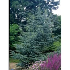 Libanon Ceder 'Glauca' Cedrus Libani 'Glauca' Potte 15 Liter,- 125-150 Cm. -Sirius Butik mi5432 cedrus libani nana dfb6