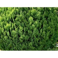 Ædelcypres 'Globosa' Chamaecyparis Lawsoniana 'Globosa' Potte 3,0 Liter,- 30-40 Cm. -Sirius Butik mi5479 chamaecyparis laws globosa edab