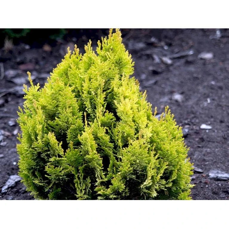 Dværg Ædelcypres 'Minima Aurea' Chamaecyparis Lawsoniana 'Minima Aurea' Potte 3,0 Liter,- 25-30 Cm. 6 Dværg Ædelcypres 'Minima Aurea' Chamaecyparis Lawsoniana 'Minima Aurea' Potte 3,0 Liter,- 25-30 Cm. - Billede 6