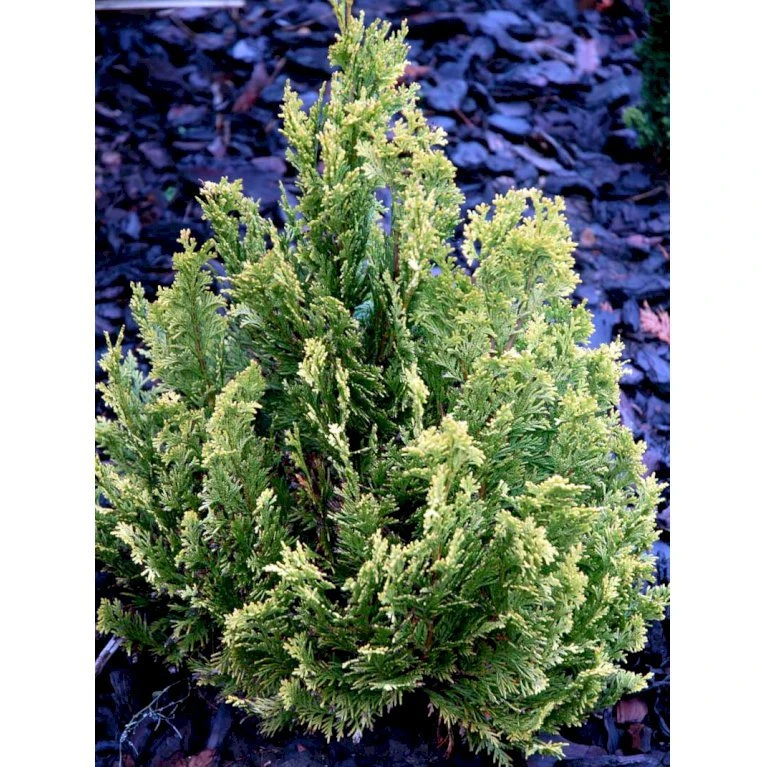 Dværg Ædelcypres 'Minima Aurea' Chamaecyparis Lawsoniana 'Minima Aurea' Potte 3,0 Liter,- 25-30 Cm. 5 Dværg Ædelcypres 'Minima Aurea' Chamaecyparis Lawsoniana 'Minima Aurea' Potte 3,0 Liter,- 25-30 Cm. - Billede 5