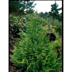 Ædelcypres 'Stardust' Chamaecyparis Lawsoniana 'Stardust' Potte 2,0 Liter,- 25-30 Cm. -Sirius Butik mi5516 chamaecyparis laws stardust 6696