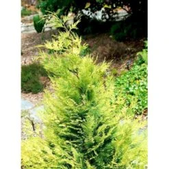 Ædelcypres 'Stardust' Chamaecyparis Lawsoniana 'Stardust' Potte 2,0 Liter,- 25-30 Cm. -Sirius Butik mi5516 chamaecyparis laws stardust 74c9