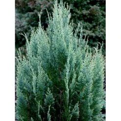 Ædelcypres 'White Spot Chamaecyparis Lawsoniana 'white Spot Med Klump,- 80-100 Cm. -Sirius Butik mi5520 chamaecyparis laws white spot e5dd