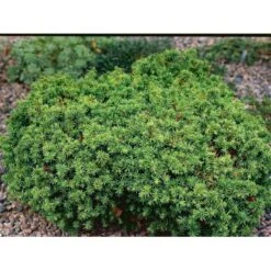 Japansk Kryptomeria 'Vilmoriniana' Cryptomeria Japonica 'Vilmoriniana' Potte 2,0 Liter,- 15-20 Cm. -Sirius Butik mi5602 cryptomeria japonica vilmoriniana 6488