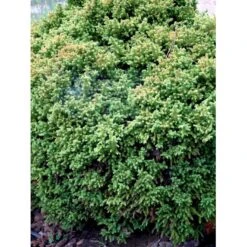 Japansk Kryptomeria 'Vilmoriniana' Cryptomeria Japonica 'Vilmoriniana' Potte 2,0 Liter,- 15-20 Cm. -Sirius Butik mi5602 cryptomeria japonica vilmoriniana e556