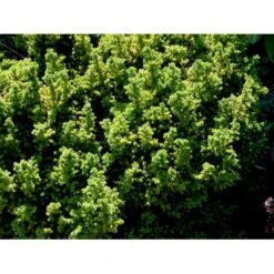 Japansk Kryptomeria 'Vilmoriniana' Cryptomeria Japonica 'Vilmoriniana' Potte 2,0 Liter,- 15-20 Cm. -Sirius Butik mi5602 cryptomeria japonica vilmoriniana fead