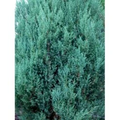 Kinesisk Enebær 'Stricta' Juniperus Chinensis 'Stricta' Potte 3,0 Liter,- 40-60 Cm. -Sirius Butik mi5634 40 cm 2317
