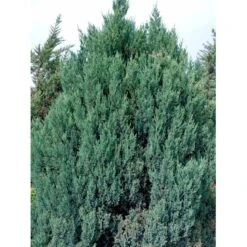 Kinesisk Enebær 'Stricta' Juniperus Chinensis 'Stricta' Potte 3,0 Liter,- 40-60 Cm. -Sirius Butik mi5634 40 cm 9c9b