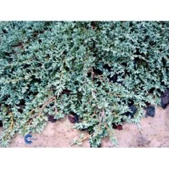 Krybende Enebær 'Icee Blue' Juniperus Horizontalis 'Icee Blue' Potte 3,0 Liter,- 25-30 Cm. -Sirius Butik mi5675 juniperus horiz icee blue 8045
