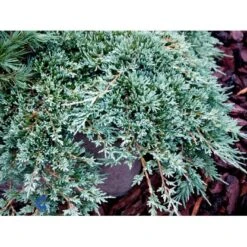 Krybende Enebær 'Icee Blue' Juniperus Horizontalis 'Icee Blue' Potte 3,0 Liter,- 25-30 Cm. -Sirius Butik mi5675 juniperus horiz icee blue ad6c