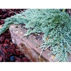 Krybende Enebær 'Icee Blue' Juniperus Horizontalis 'Icee Blue' Potte 3,0 Liter,- 25-30 Cm. -Sirius Butik mi5675 juniperus horiz icee blue e6cf