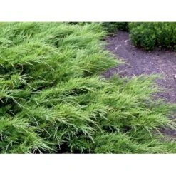 Sevenbom Juniperus Sabina Potte 5,0 Liter,- 40-50 Cm. 5 Sevenbom Juniperus Sabina Potte 5,0 Liter,- 40-50 Cm. -Sirius Butik mi5688 juniperus sabina efe6