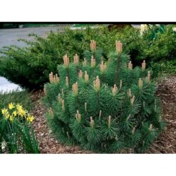Krybende Bjergfyr 'Pumilio' Pinus Mugo Var. 'Pumilio' Potte 3,0 Liter,- 20-25 Cm. -Sirius Butik mi5790 pinus mugo var pumilio 56ed