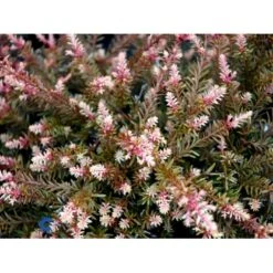 Sydtaks 'County Park Fire' Podocarpus 'County Park Fire' Potte 3,0 Liter,- 15-20 Cm. -Sirius Butik mi5816 podocarpus county park fire db34