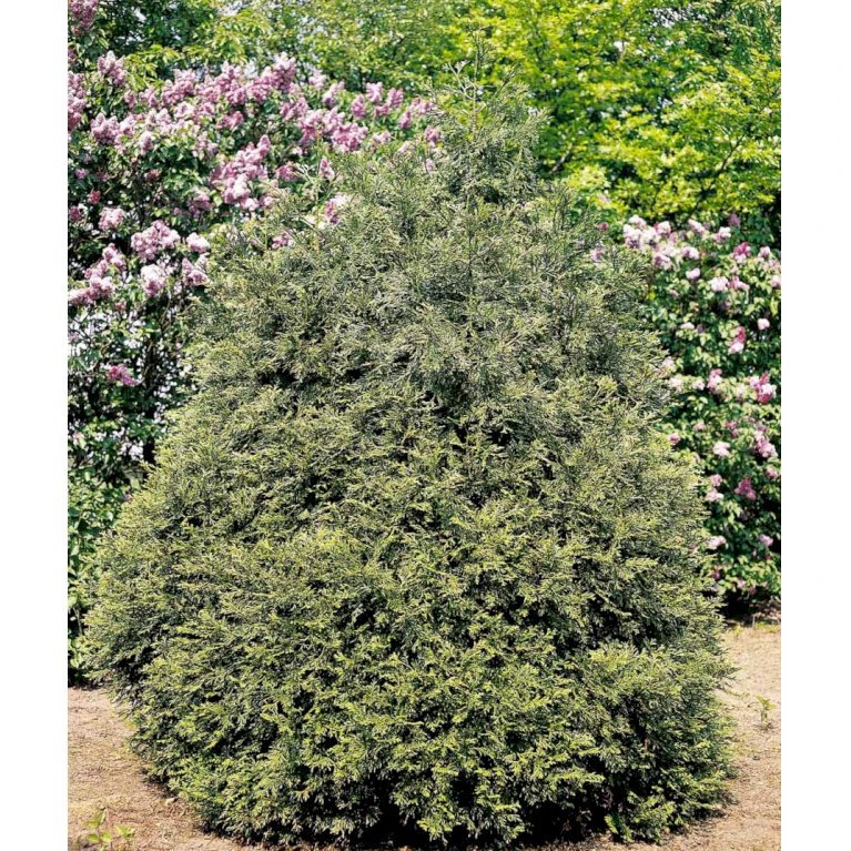 Hønsebenstræ Thujopsis Dolabrata Potte 2,5 Liter, - 25-30 Cm. 1 Hønsebenstræ Thujopsis Dolabrata Potte 2,5 Liter, - 25-30 Cm.