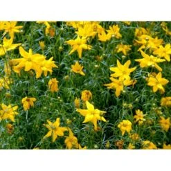 Skønhedsøje 'Grandiflora' Coreopsis Verticillata 'Grandiflora' 1 Liter Potte -Sirius Butik mi600 coreopsis verticillata grandiflora 6825