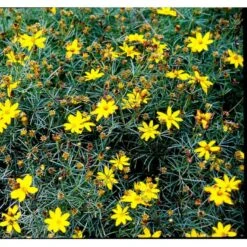 Skønhedsøje 'Grandiflora' Coreopsis Verticillata 'Grandiflora' 1 Liter Potte -Sirius Butik mi600 coreopsis verticillata grandiflora 9ab5