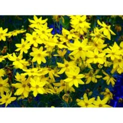 Skønhedsøje 'Grandiflora' Coreopsis Verticillata 'Grandiflora' 1 Liter Potte -Sirius Butik mi600 coreopsis verticillata grandiflora a8ec