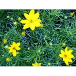 Skønhedsøje 'Grandiflora' Coreopsis Verticillata 'Grandiflora' 1 Liter Potte -Sirius Butik mi600 coreopsis verticillata grandiflora d7ad