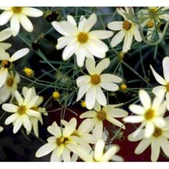 Skønhedsøje 'Moonbeam' Coreopsis Verticillata 'Moonbeam' 1 Liter Potte -Sirius Butik mi601 coreopsis verticillata moonbeam 3d9f
