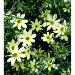 Skønhedsøje 'Moonbeam' Coreopsis Verticillata 'Moonbeam' 1 Liter Potte -Sirius Butik mi601 coreopsis verticillata moonbeam 4b5d