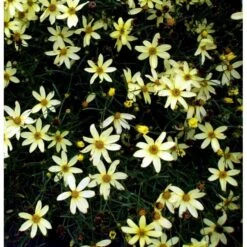 Skønhedsøje 'Moonbeam' Coreopsis Verticillata 'Moonbeam' 1 Liter Potte -Sirius Butik mi601 coreopsis verticillata moonbeam 6c94