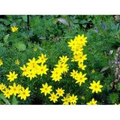 Skønhedsøje 'Zagreb' Coreopsis Verticillata 'Zagreb' 1 Liter Potte -Sirius Butik mi602 coreopsis verticillata zagreb 21d5