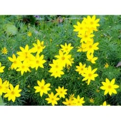 Skønhedsøje 'Zagreb' Coreopsis Verticillata 'Zagreb' 1 Liter Potte -Sirius Butik mi602 coreopsis verticillata zagreb 5886