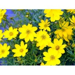 Skønhedsøje 'Zagreb' Coreopsis Verticillata 'Zagreb' 1 Liter Potte -Sirius Butik mi602 coreopsis verticillata zagreb 58f4