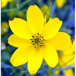 Skønhedsøje 'Zagreb' Coreopsis Verticillata 'Zagreb' 1 Liter Potte -Sirius Butik mi602 coreopsis verticillata zagreb 8e58