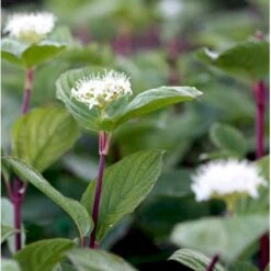 Rødgrenet Kornel 'Sibirica' Cornus Alba 'Sibirica' Potte 12 Liter,- 100-125 Cm. -Sirius Butik mi618 cornus alba sibirica 11d5